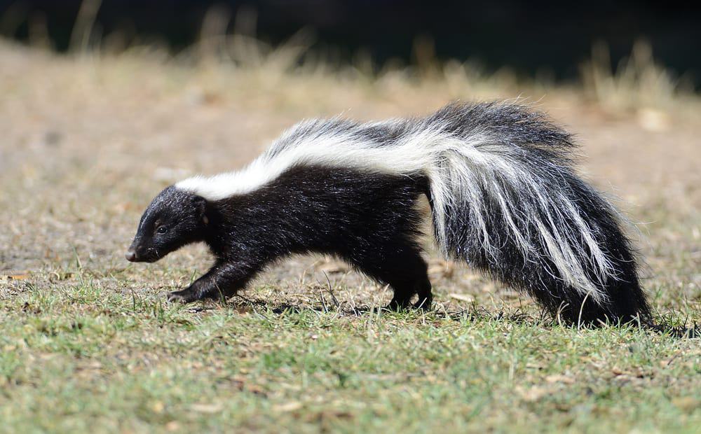 How to Stop Skunks from Digging Up Lawn