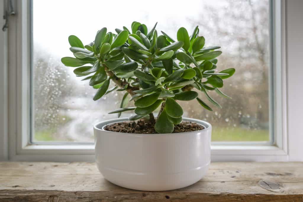 7 Faits surprenants sur votre plante de jade