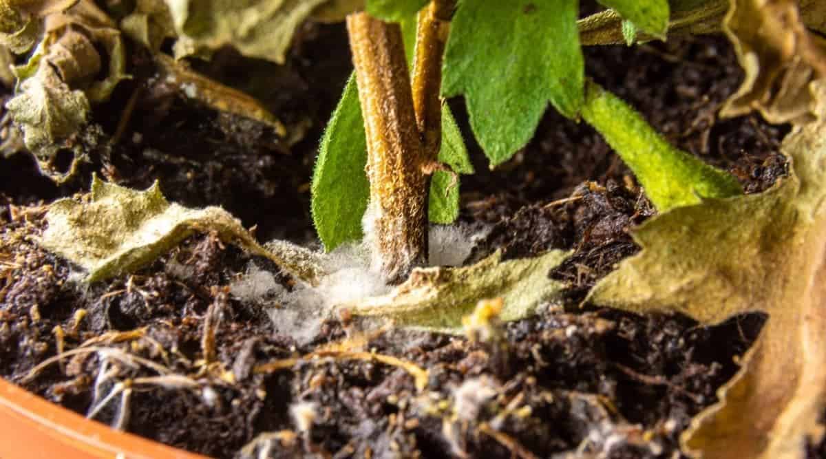 Mold On the Surface of Soil in Potted Houseplant