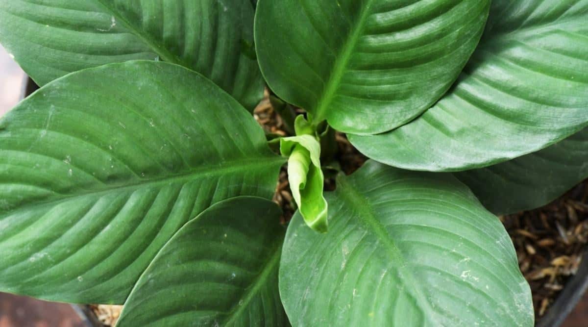 New Leaf Unfurling on Houseplant