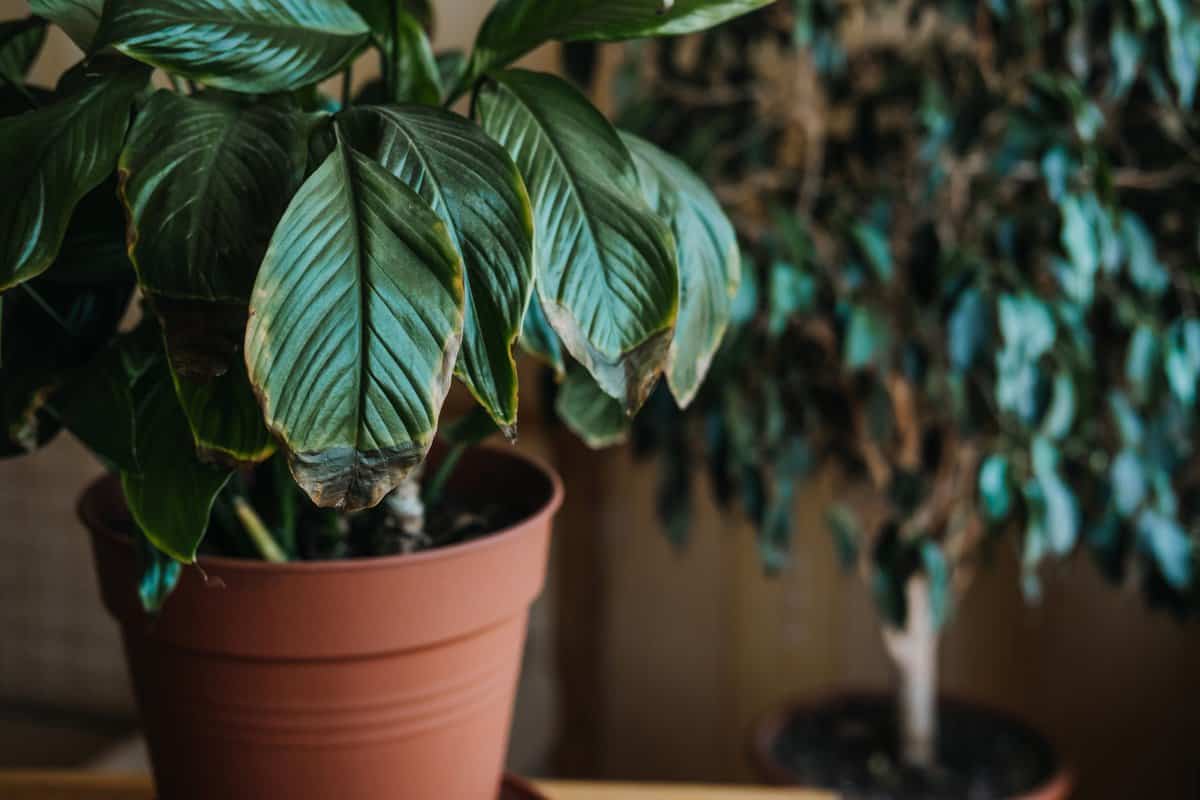 15 Problèmes fréquemment rencontrés avec les plantes de lis de paix