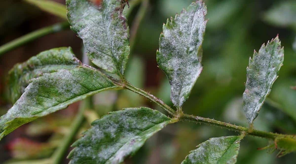 Powdery Mildew on Leaves