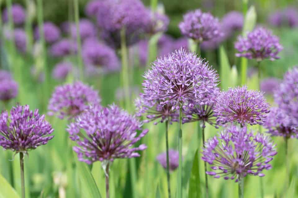 Plantes dissuasives pour les taupes — free download