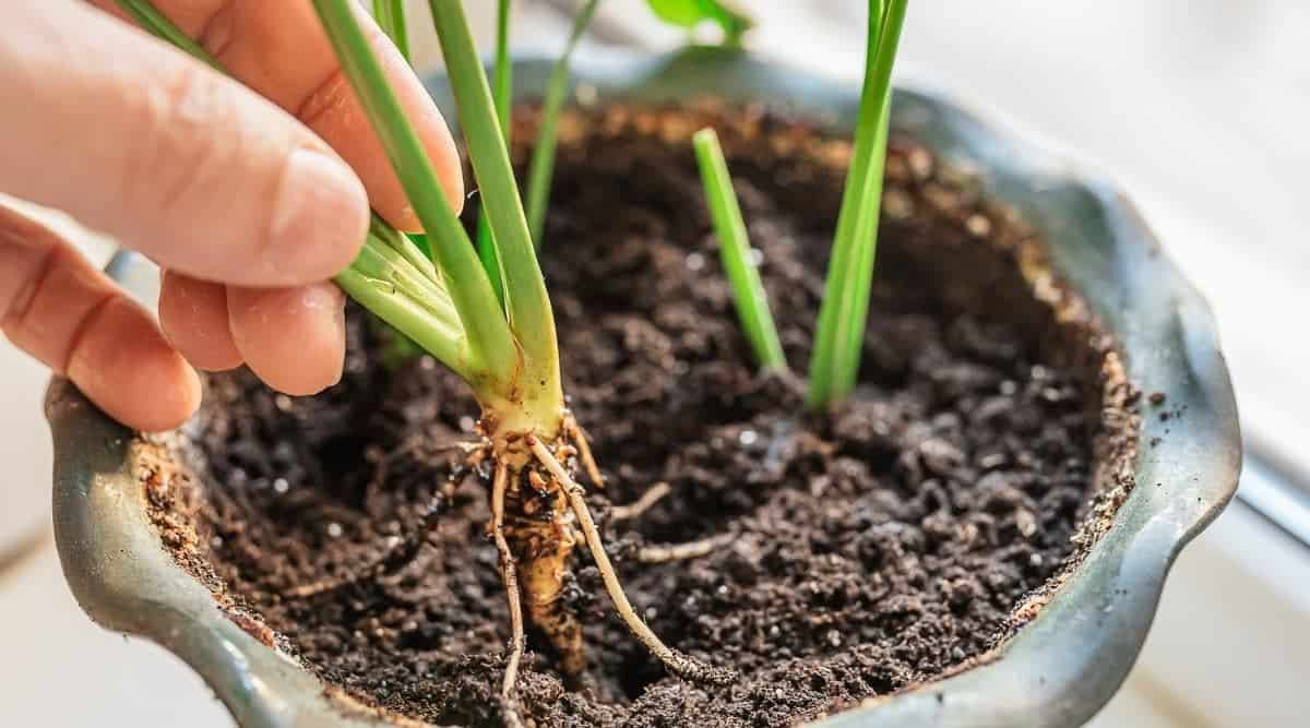 Roots of Common Houseplant Being Transplanted