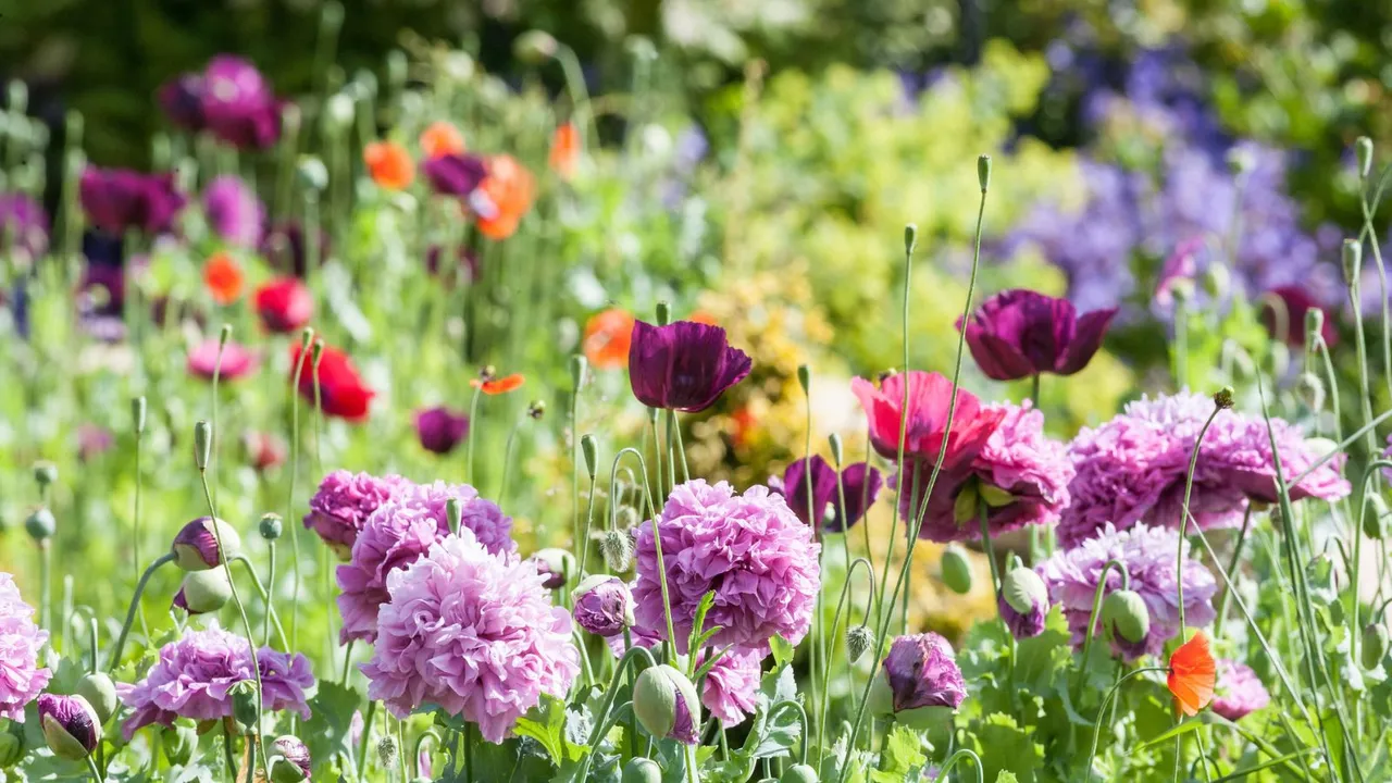 11 Plantes à floraison printanière (nécessitant peu d’entretien)