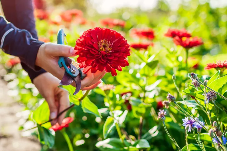 Comment cultiver les zinnias (Guide de culture)