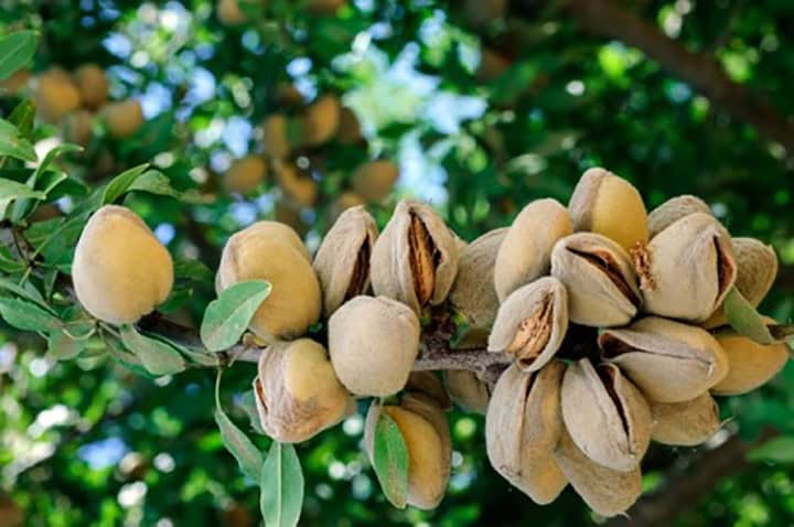 Comment cultiver un amandier à partir de graines à la maison