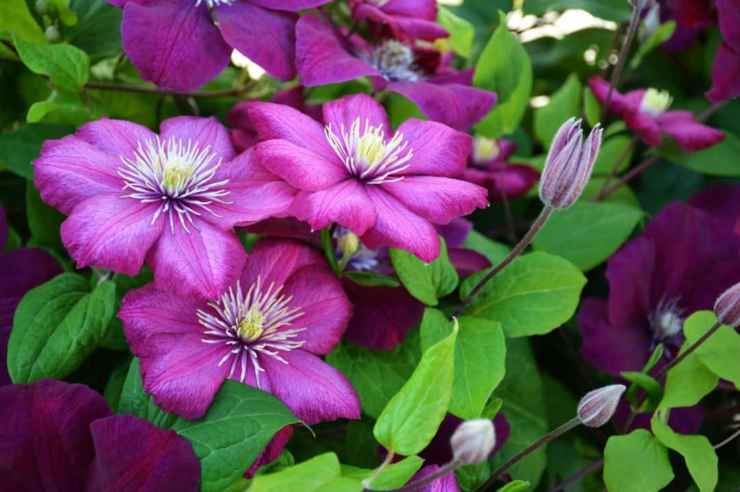 Planter 2 Clematites Ensemble
