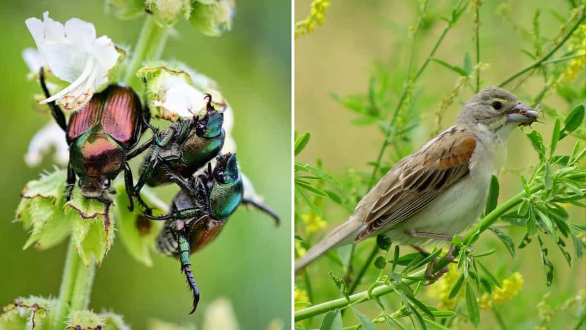 9 Méthodes naturelles pour éliminer les scarabées japonais sans produits chimiques agressifs