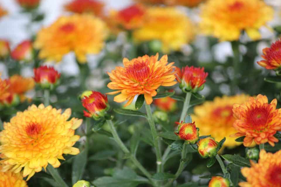 Plantes Dissuasives Pour Les Taupes plantes-dissuasives-pour-les-taupes