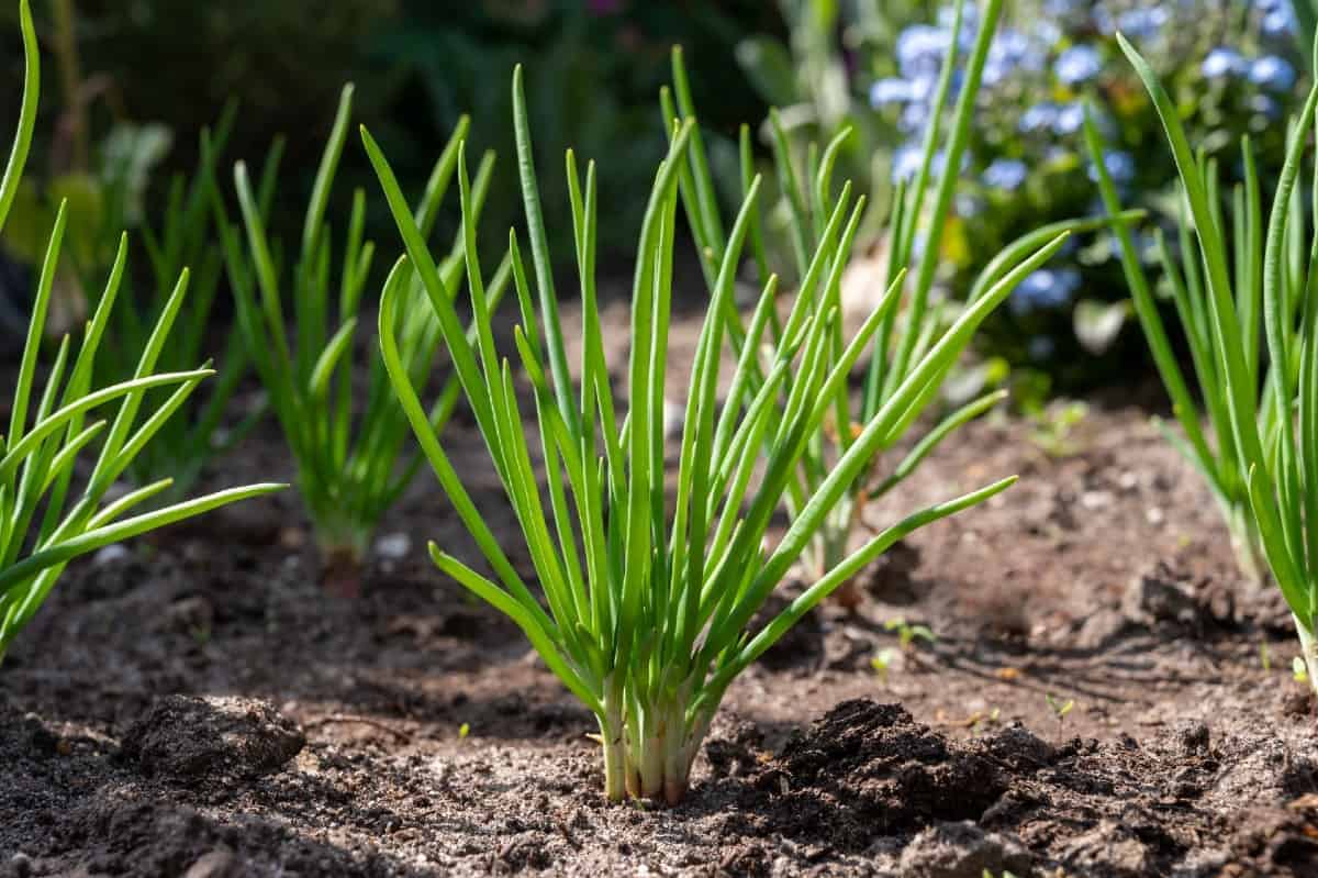 Shallots are known for their subtle onion flavor.