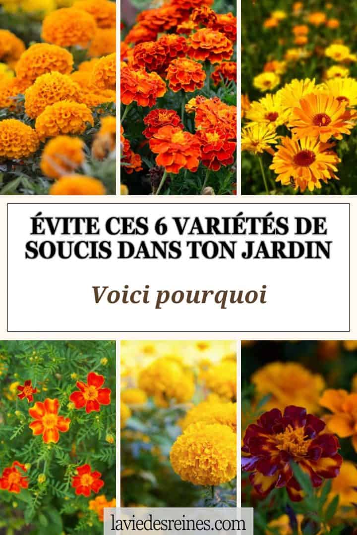 Sitemapcdatahttpswen2windecoocomdifferentes Varietes De Cistesnull