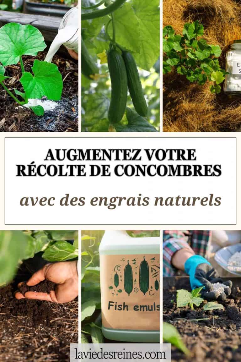 Augmentez votre récolte de concombres avec des engrais naturels ...