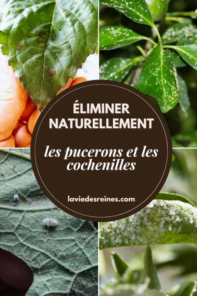 Éliminer naturellement les pucerons et les cochenilles Des remèdes — free download