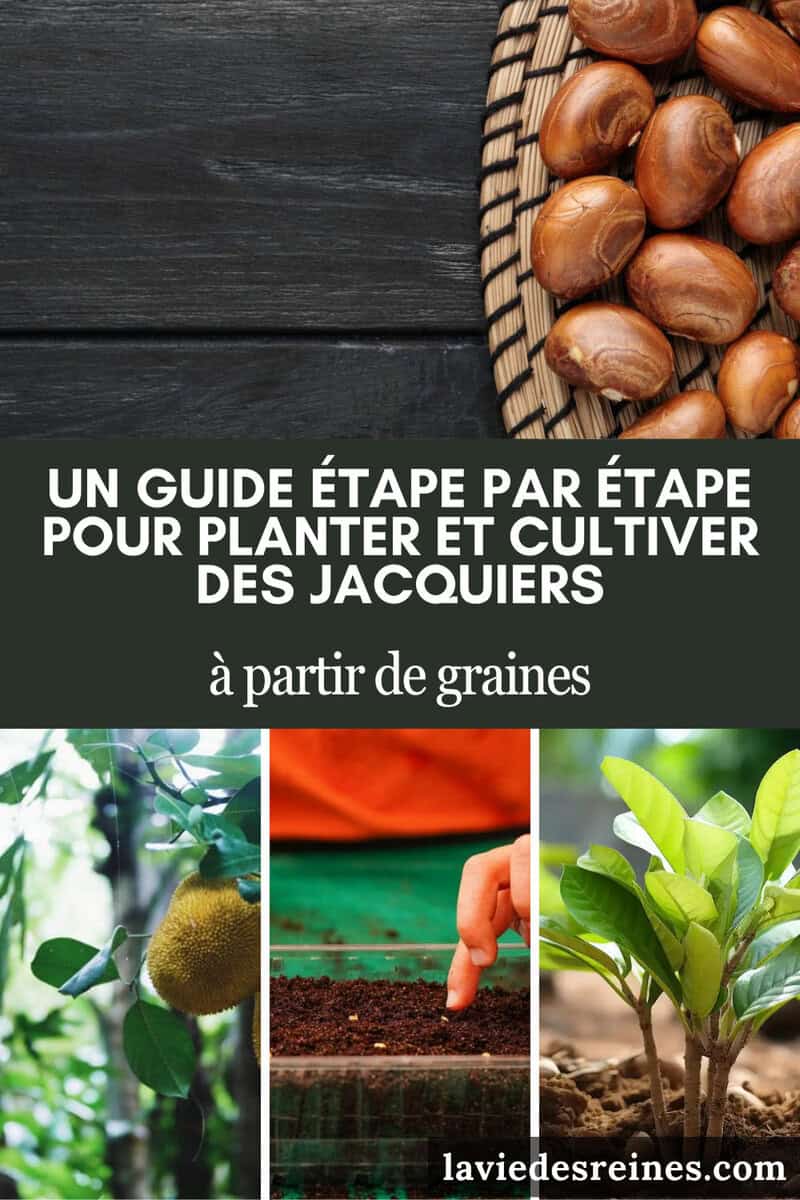 Graines Comestibles De Jacquier Dans Un Panier | Photo Premium
