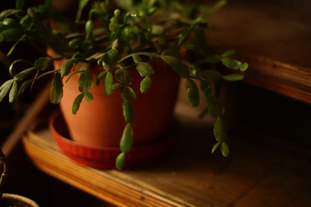 One of the most common frustrations among Christmas cactus owners is the lack of blooms during the holiday season. cactus sitting in the dark to start dormancy