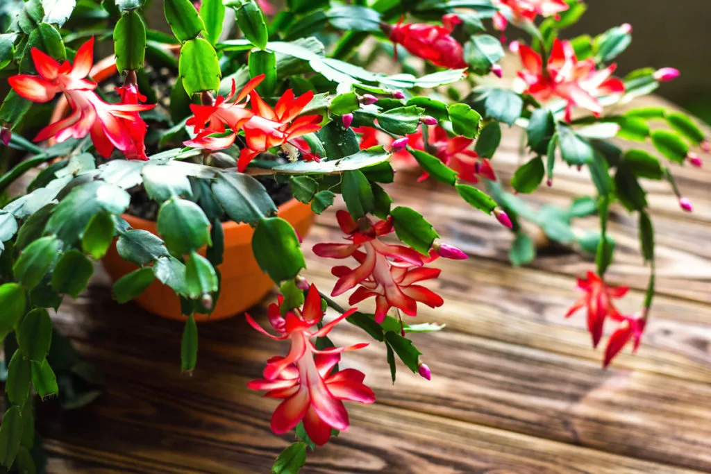 red and white blooms on a large thanskgiving cactus sitting on a table
