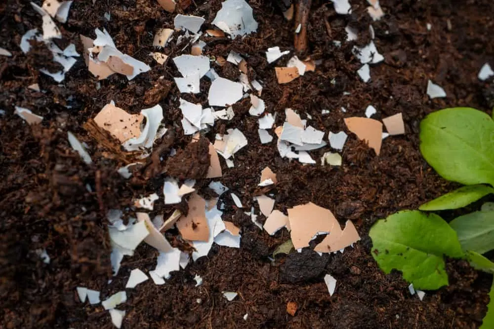 Egg shells on soil