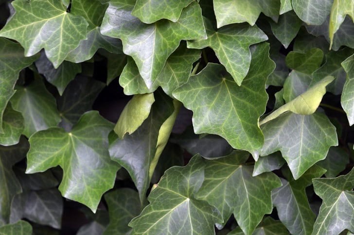 English Ivy