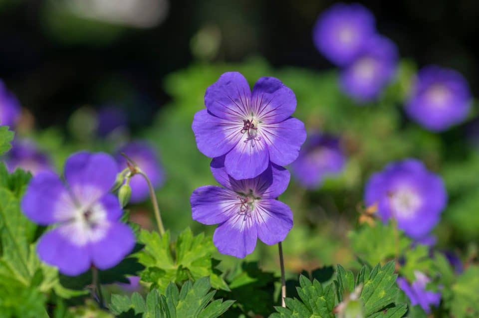 Fleur Rozanne 20 Fleurs vivaces qui fleurissent pour une beauté prolongée