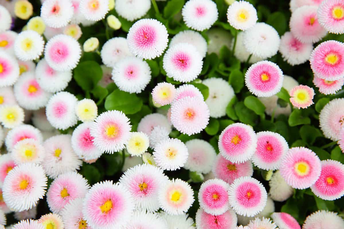 20 Fleurs vivaces qui fleurissent pour une beauté prolongée