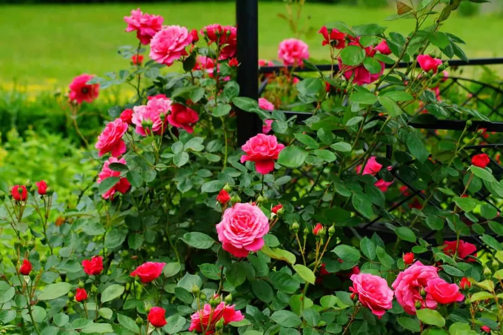 Rose bush