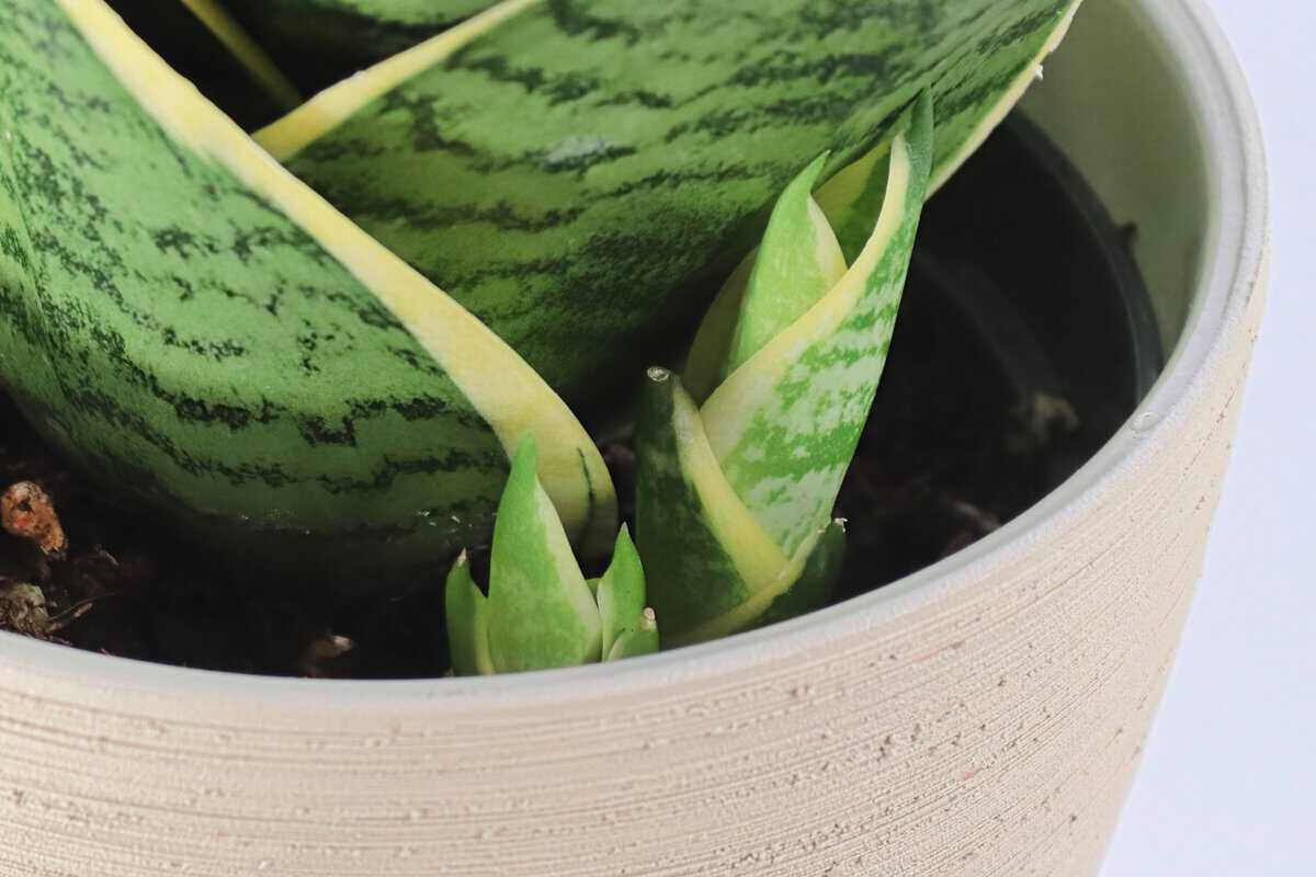 Comment forcer une plante serpent à produire des petits pour des Sansevierias illimités