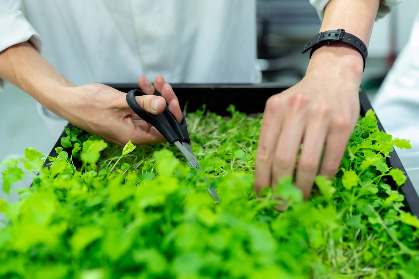 Mon secret pour cultiver des plantes aromatiques luxuriantes