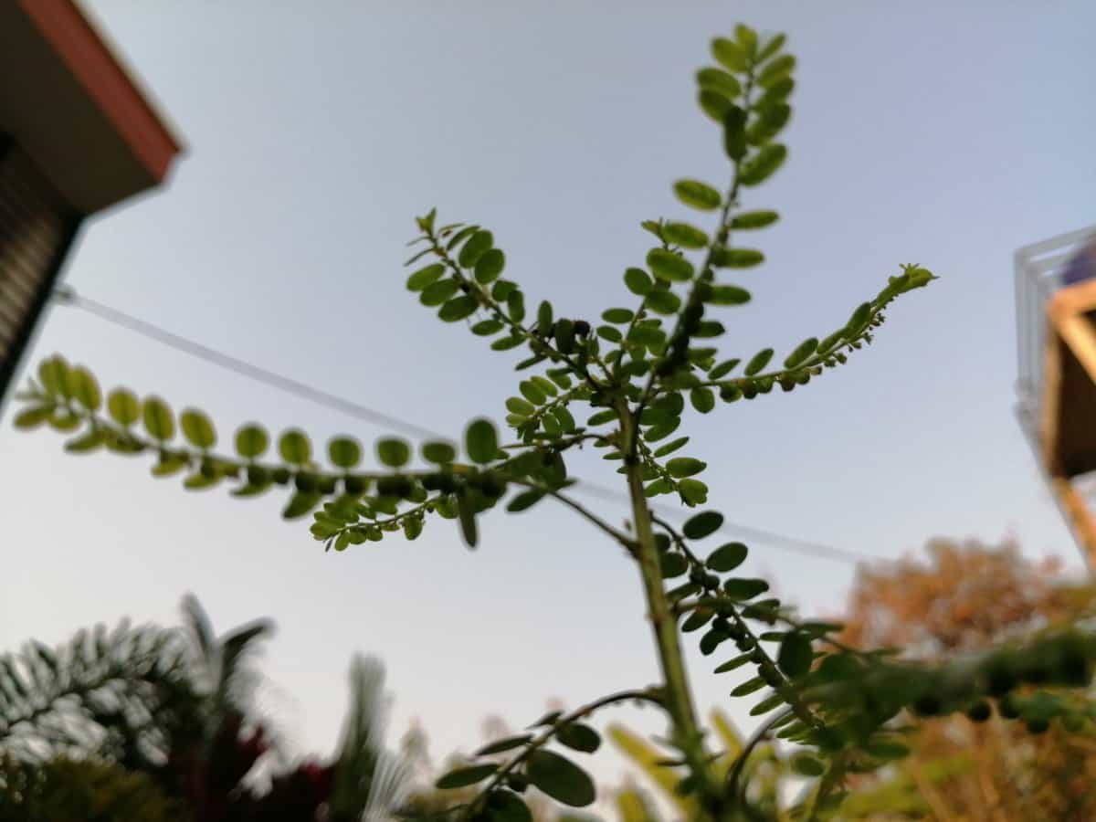 50 Graines De Phyllanthus - Faciles à Cultiver, Idéales Pour Le Jardin Extérieur