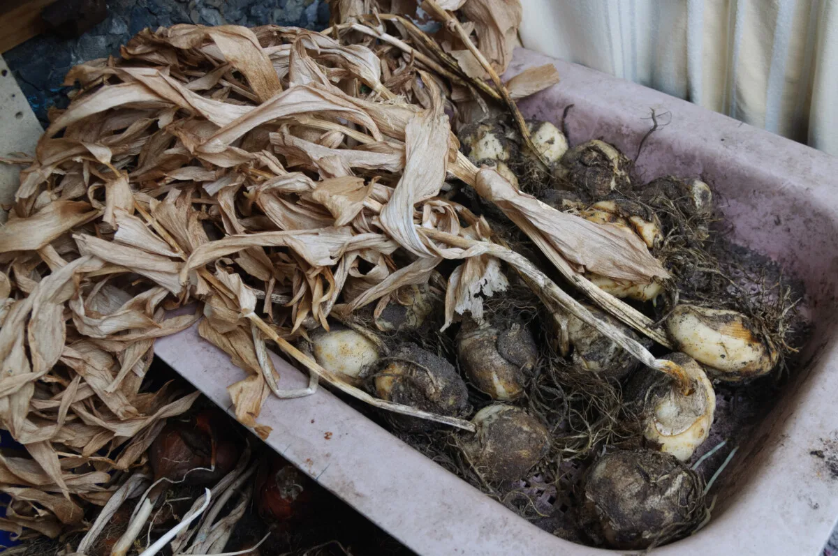 Tulips dug up from the ground with leaves and roots still attached.