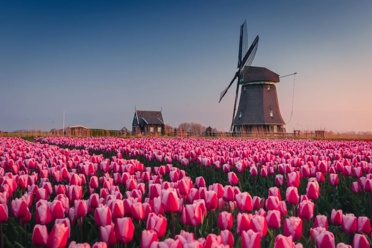 Field of tulips with large windmill in the background.