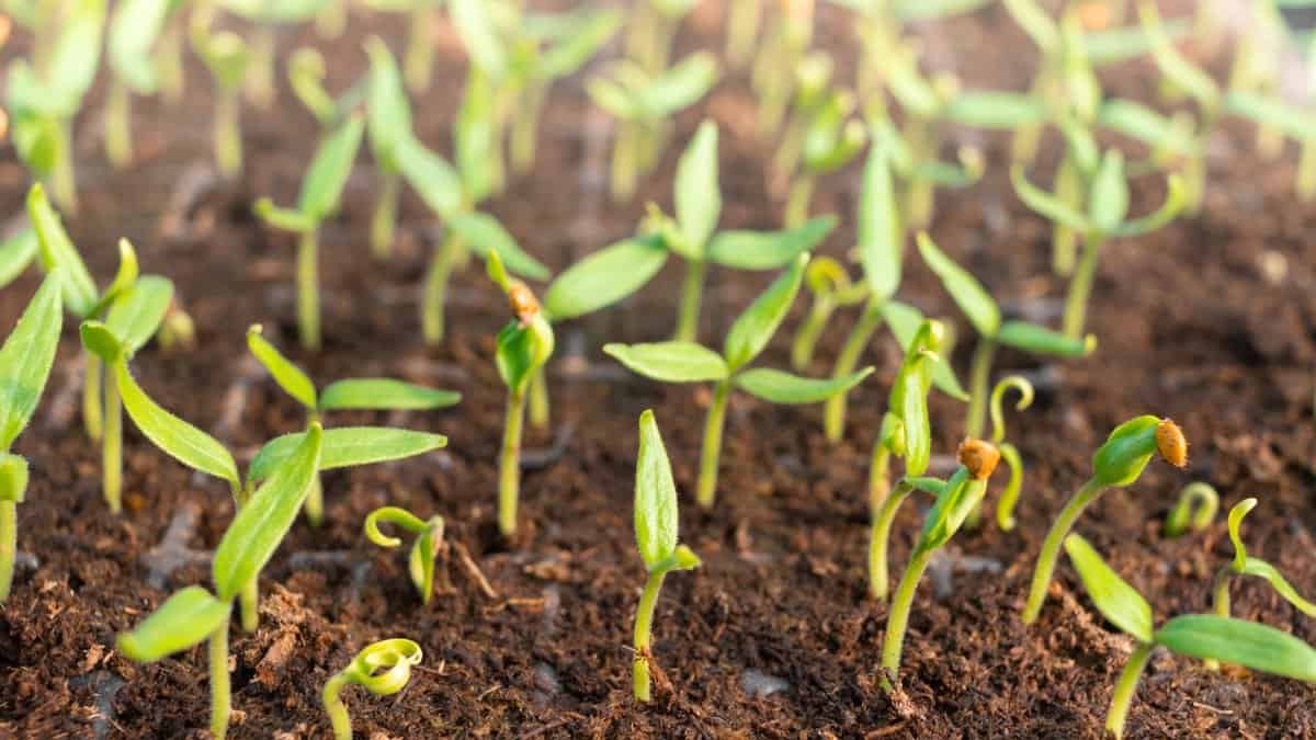 Close-up of many young sprouted seeds with thin stems and elongated narrow green cotyledons growing in soil-filled cells.