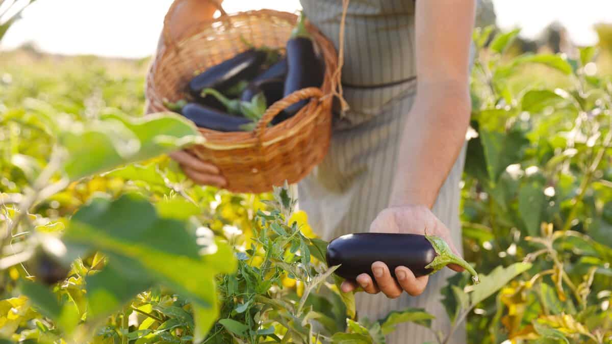 A gardener wearing a gray striped apron gathers large, elongated fruits with glossy purple skins into a wicker basket under bright sunlight in the garden. 