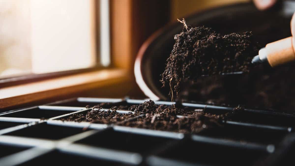 Adding fresh, loose black soil with a trowel into the cells of a plastic seed starting tray indoors. 