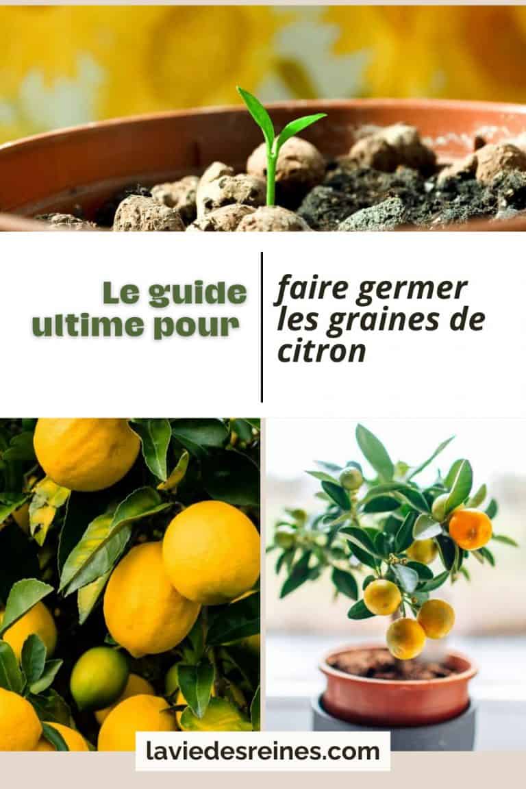 Comment Faire Germer Des Graines De Citron