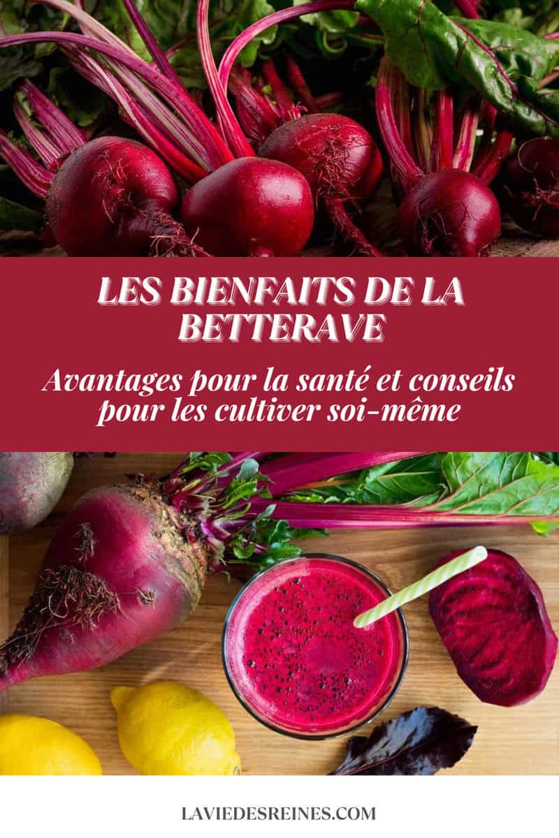 Les bienfaits de la betterave : Avantages pour la santé et conseils ...