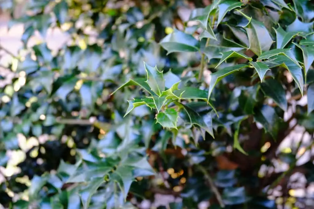 American holly tree