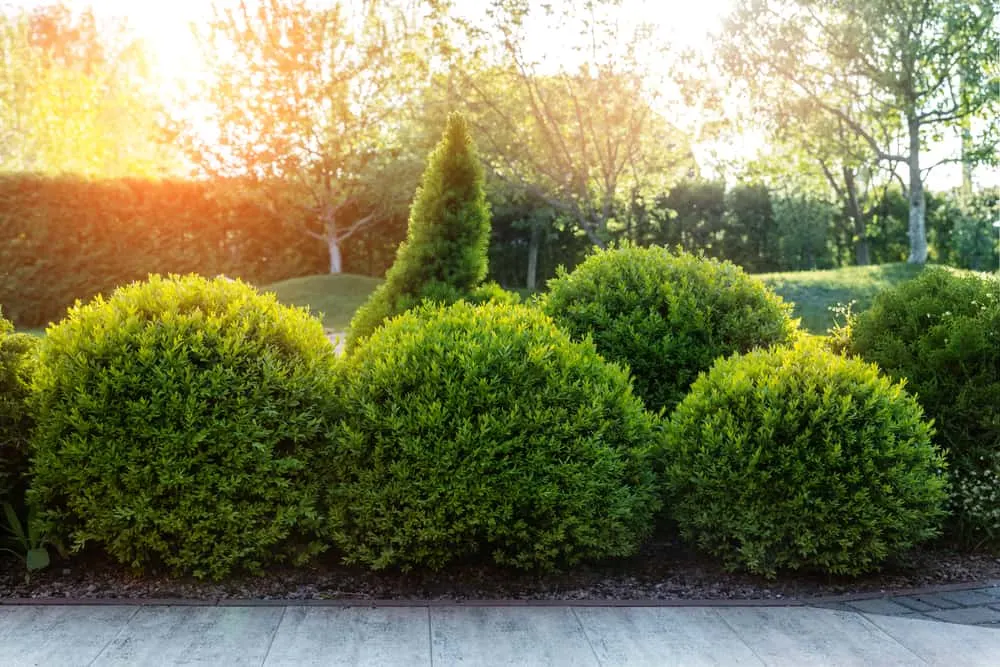Boxwood bushes