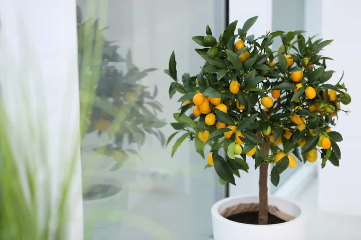 Tree with kumquat fruit in container