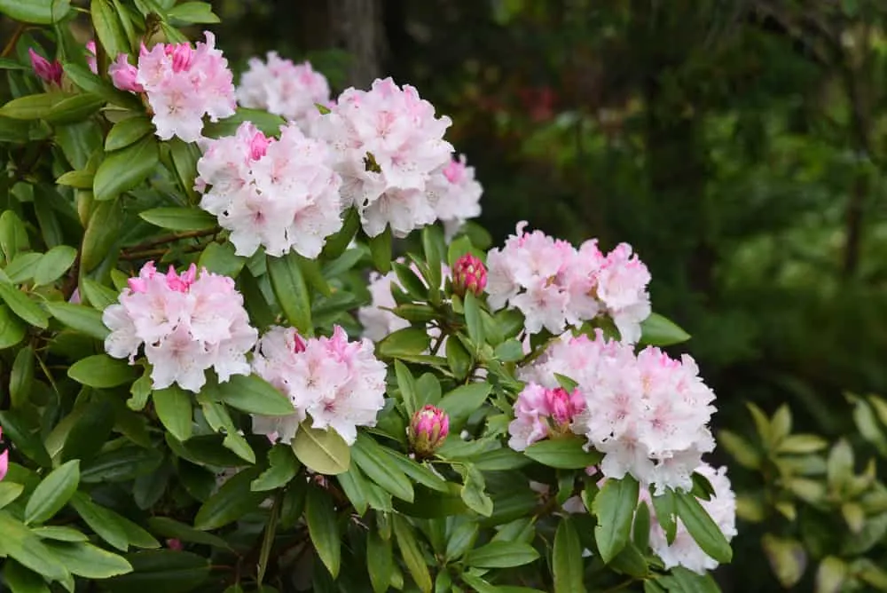 Rosebay Rhododendron