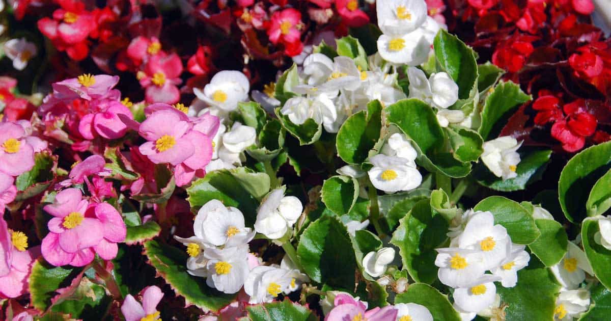wax begonias in assorted colors - pink, white, red