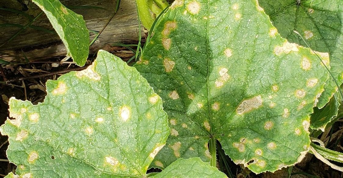 Les 10 principaux problèmes des plantes de concombre - et comment les ...