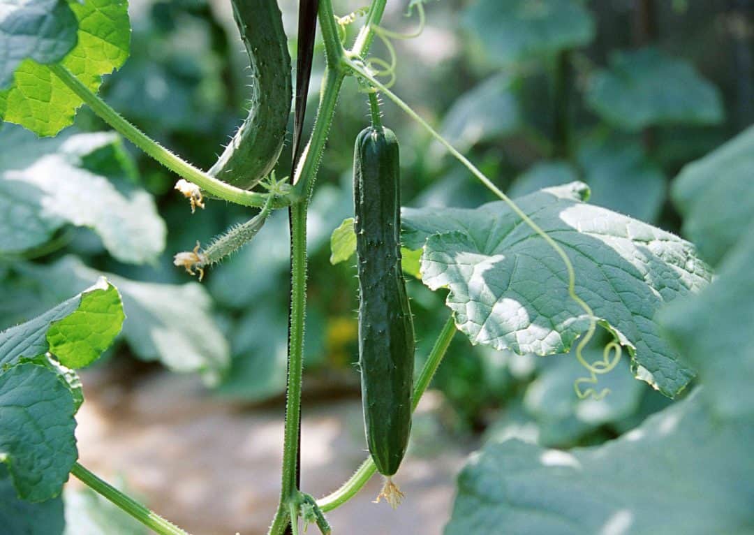 Les 10 principaux problèmes des plantes de concombre - et comment les ...