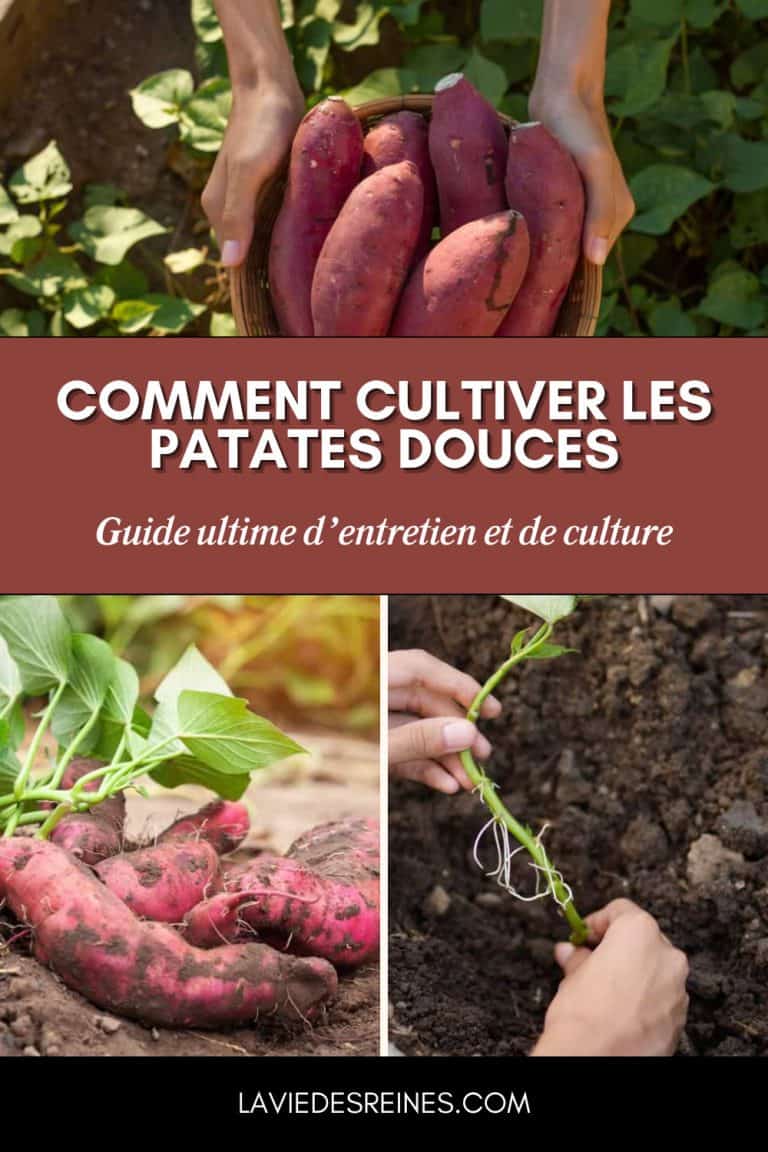 Comment cultiver les patates douces Guide ultime d'entretien et de — free download