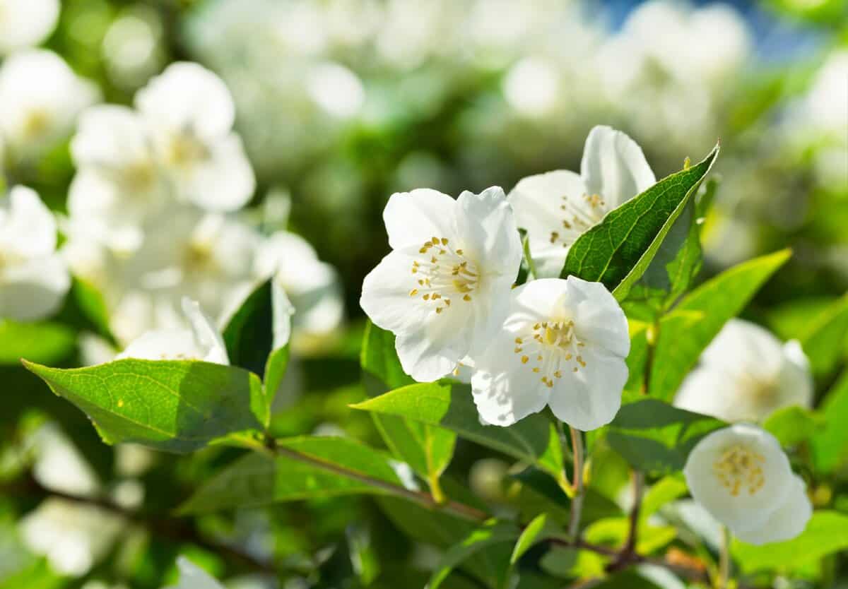Comment cultiver et soigner les plantes de jasmin