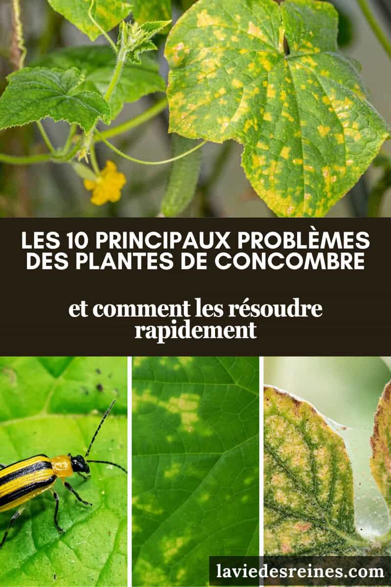 Les 10 principaux problèmes des plantes de concombre - et comment les ...