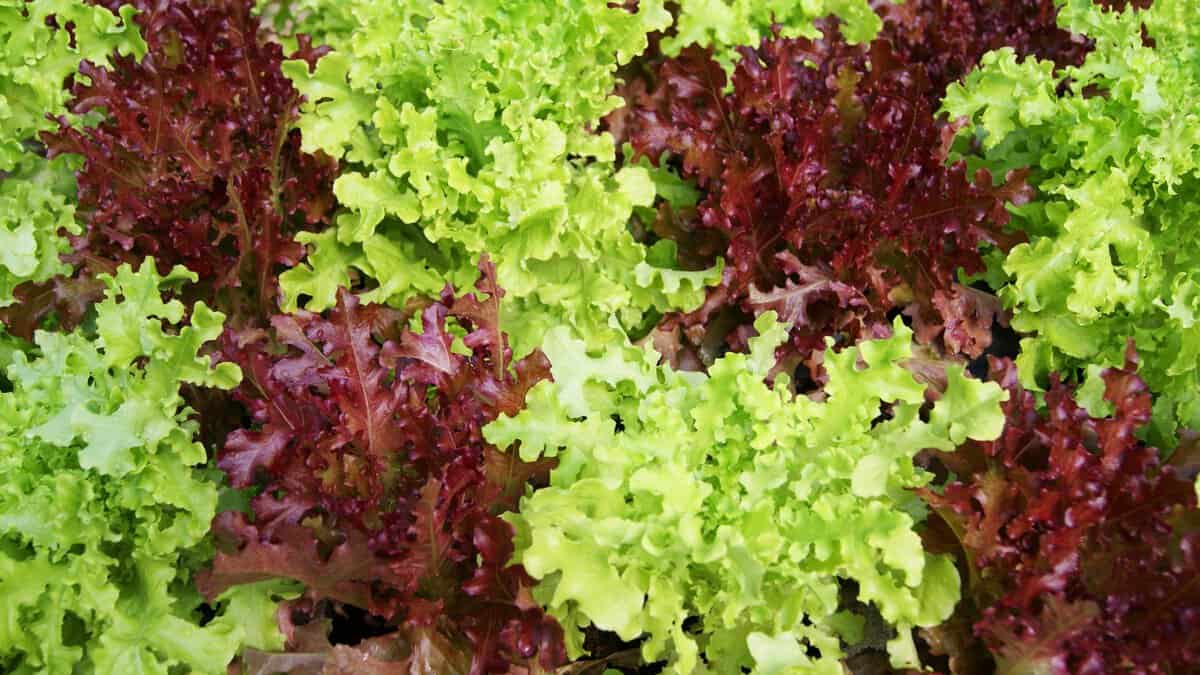 5 Variétés de laitue à feuilles rouges pour épicer les légumes verts de votre jardin