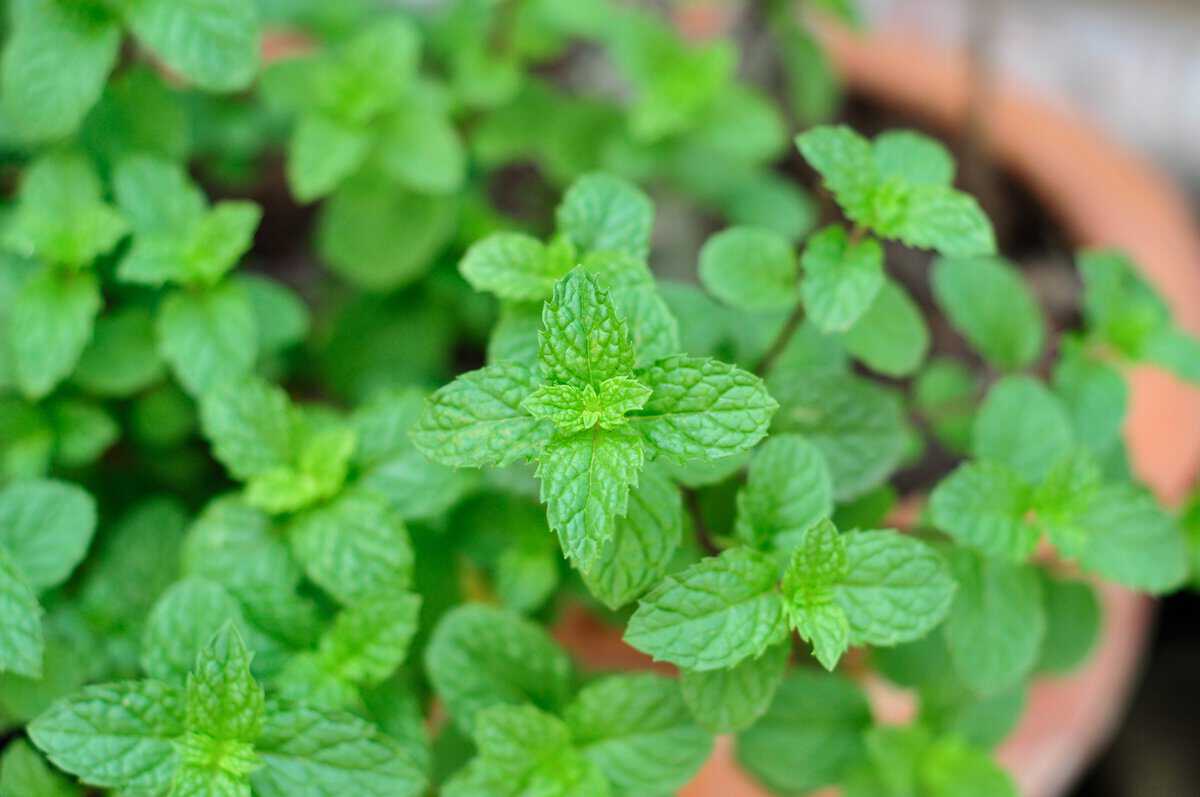 Variétés de plantes de menthe : Types de menthe pour le jardin