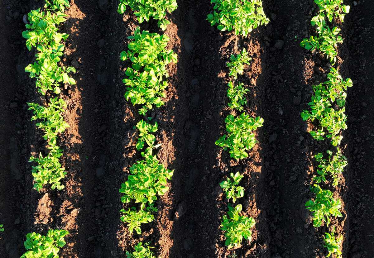 Comment planter des pommes de terre : Tout ce qu’il faut savoir pour cultiver des pommes de terre savoureuses