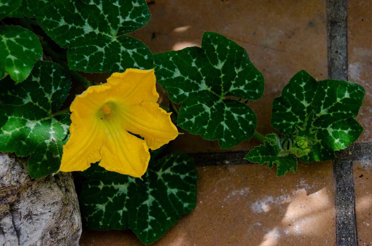 10 Types de courges que tout jardinier doit connaître